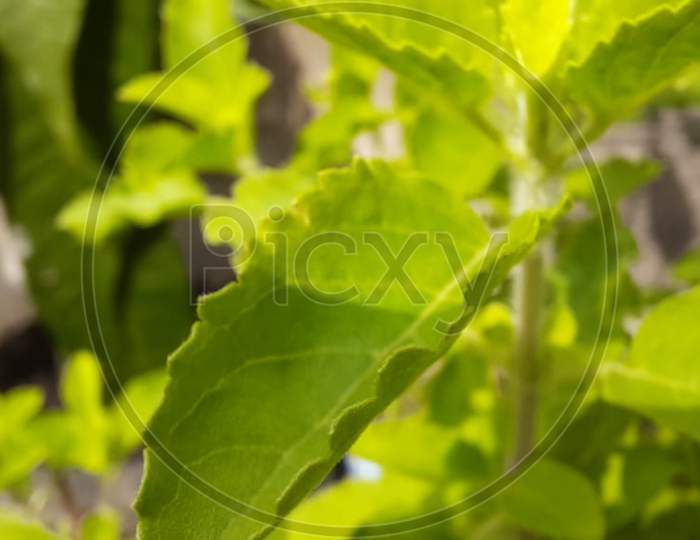 Macro photography of a plant