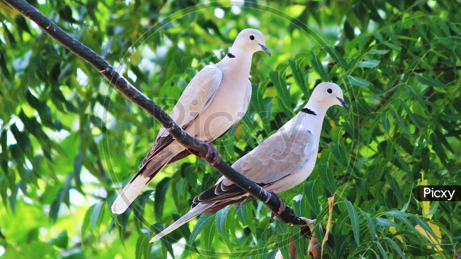 A beautiful Indian collared dove couple