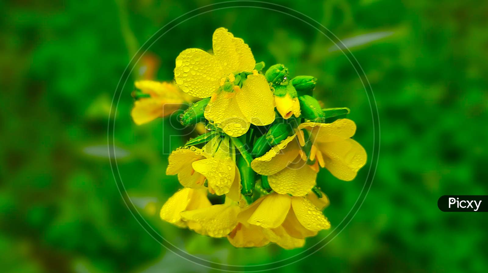 Mustard flower