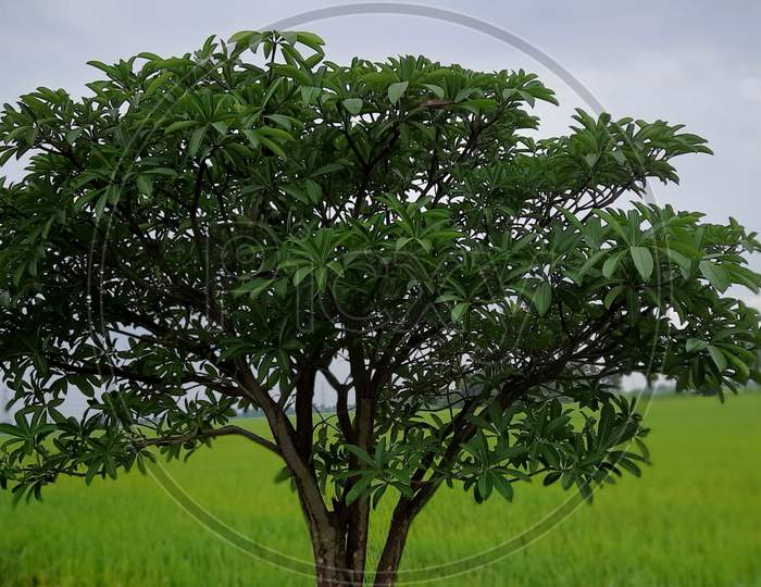 tree isolated with green paddy crop background