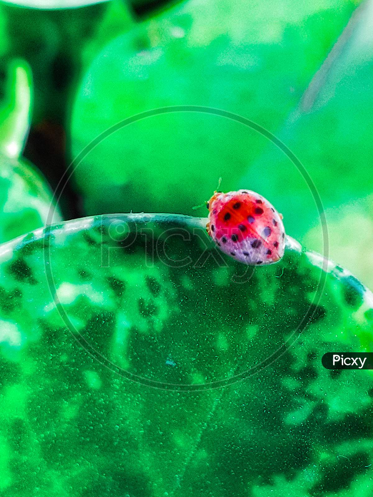 A ladybug in the leaf