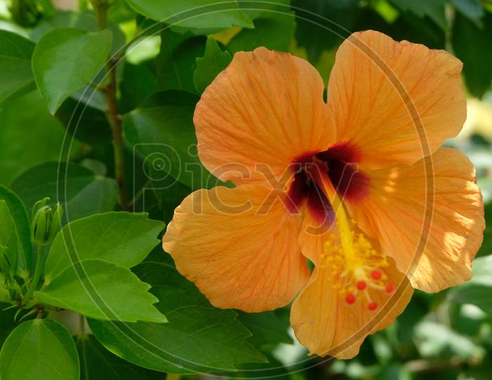 Orange hibiscus flower with buds