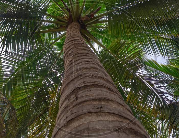 Desert Coconut Tree