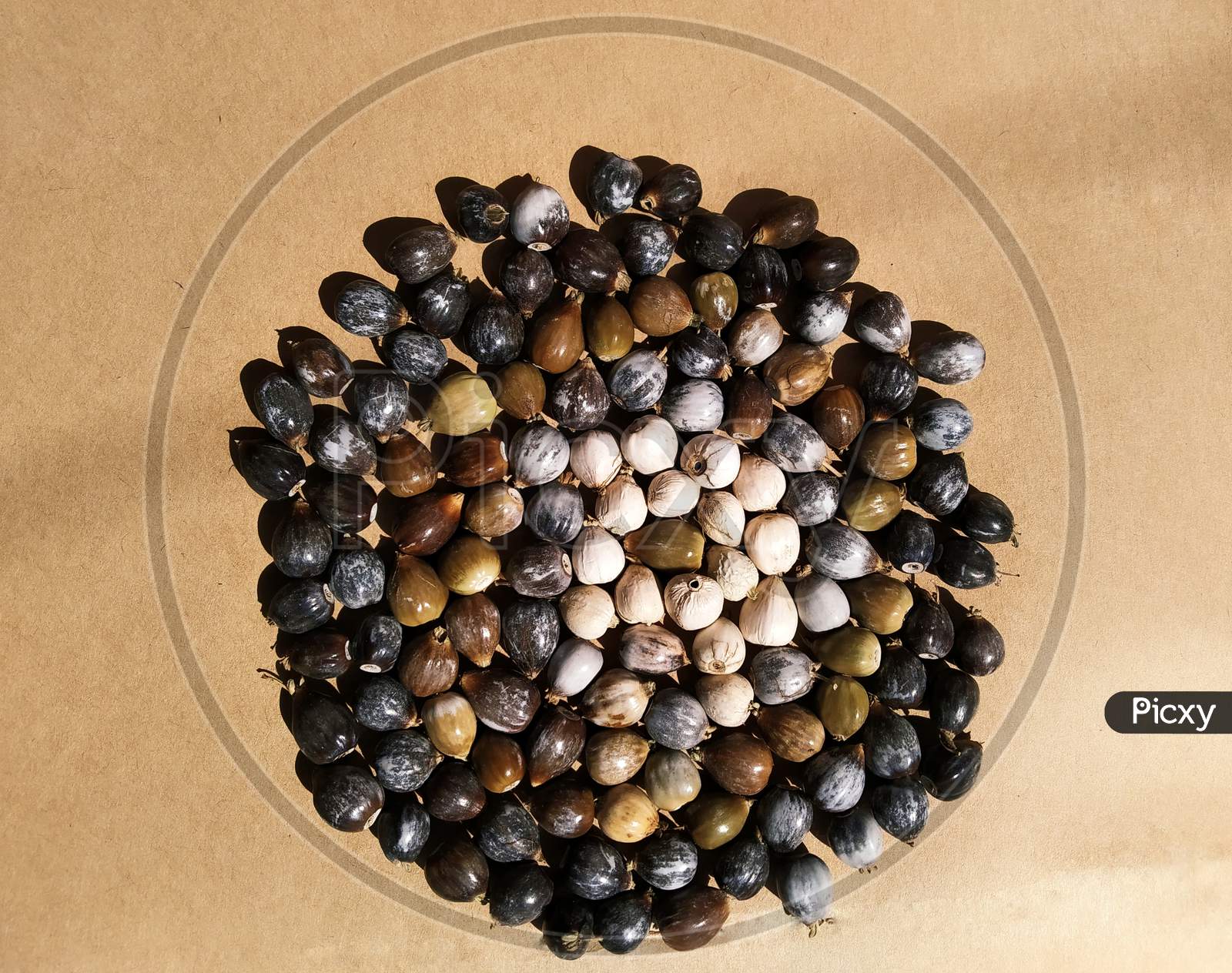 Photo Of Seeds Of Job'S Tears, Scientific Name Coix Lacryma-Jobi, Also Known As Adlay Or Adlay Millet, Is Tall Grain-Bearing Perennial Tropical Plant