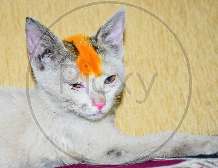 White Indian Cat with orange mark on the head