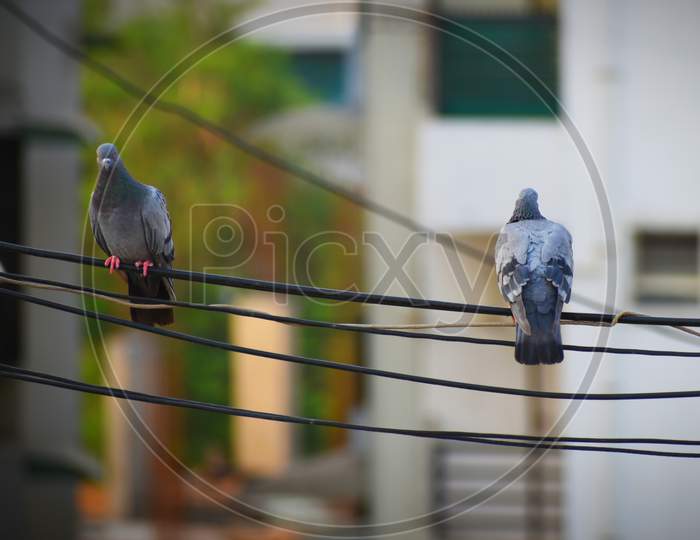 Two pigeon dove Birds sitting on the wire with distance from each other.