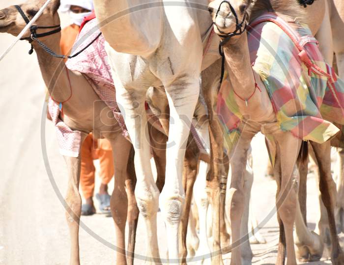 Many Camels In A Row, Emirates,Abu Dhabi,Uae.