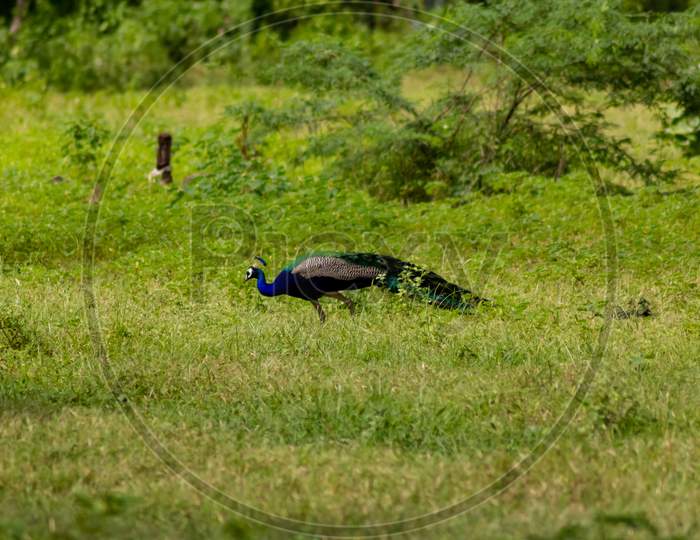 peacockl on grass