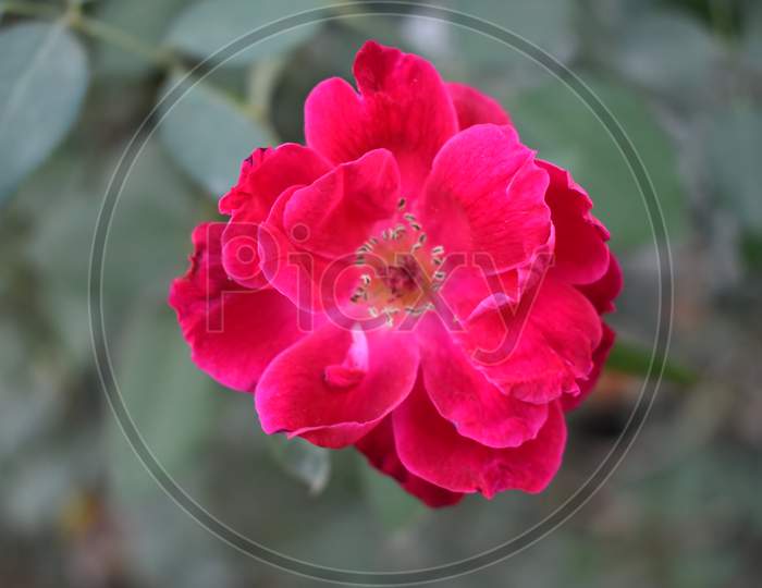 red, rose, portrait, flower, plant, nature, zoom