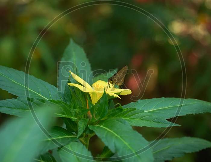 Image Of Small Branded Swift Feeding Nectar From Yellow Alder Flower.