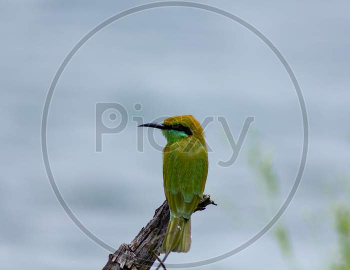 BEE EATER