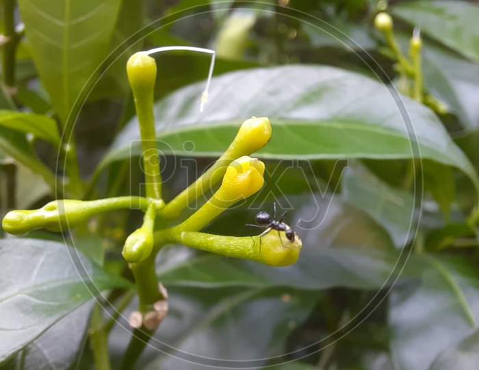 Macro photography of ants sitting on the jasmine buds