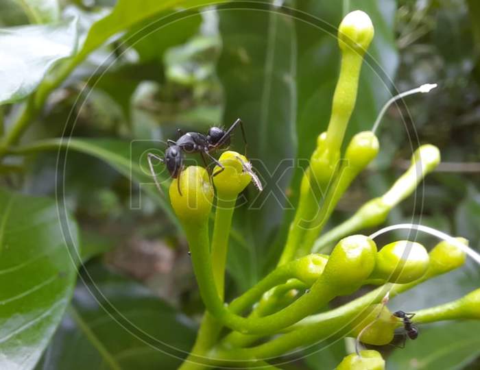 ant sitting on the jasmine bud