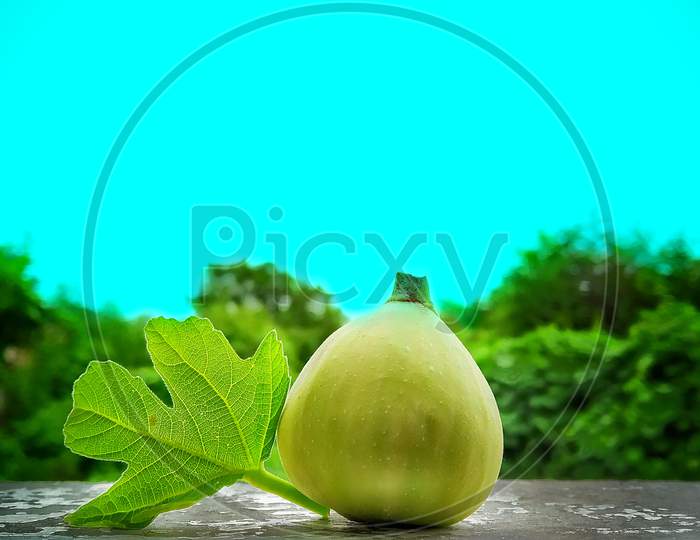 Macro shot of Fig also well known as anjeer with it's green leaf with blue sky and green background