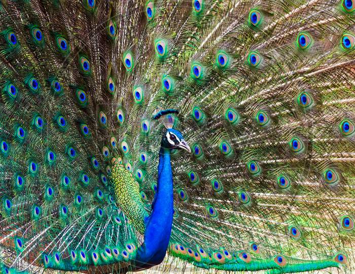 The Indian Peafowl, Also Known As The Common Peafowl, And Blue Peafowl, Is A Peafowl Species Native To The Indian Subcontinent