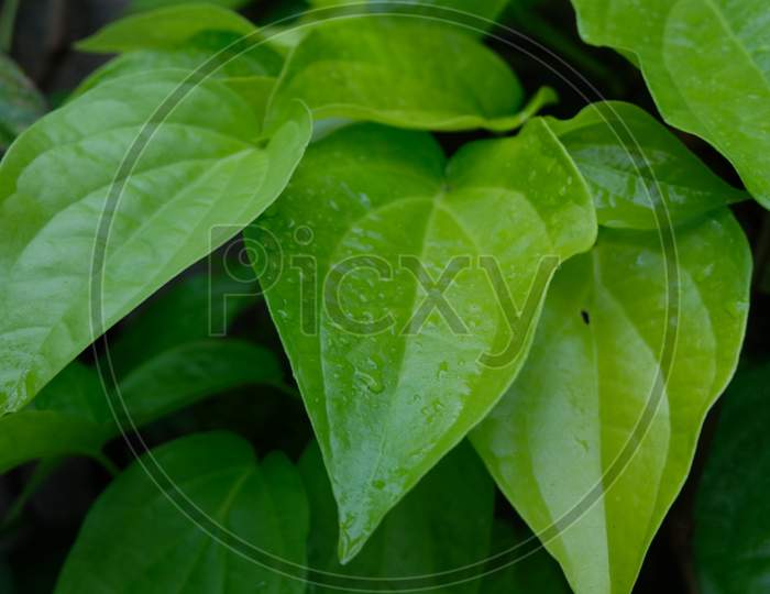 Light green Betel leaves with water drops on it