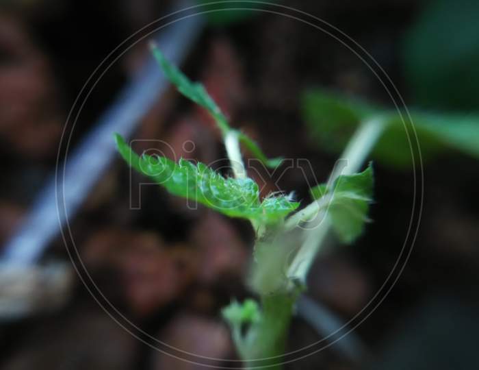 Micro photography . a green leaf