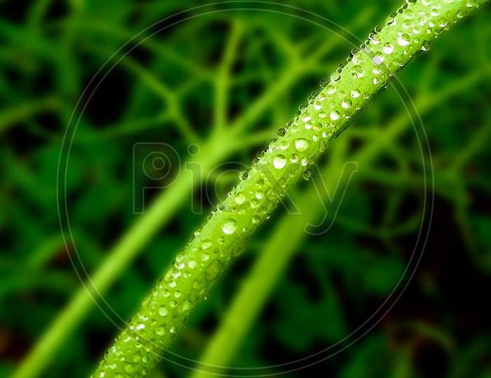 watre drops on plants
