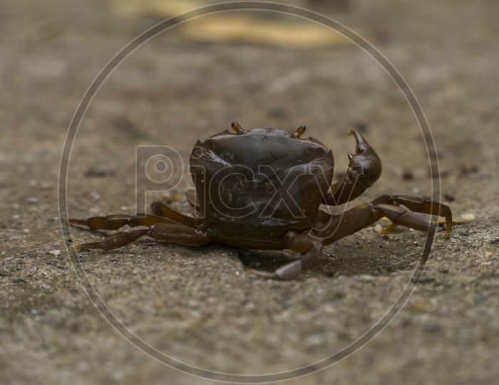 Image Of Crawling Crab On Ground