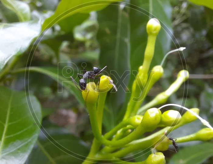 Macro photography of jasmine buds with an ant on it