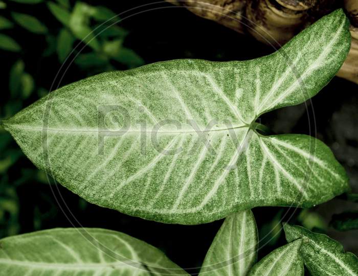 Beautiful Arrowhead Plant Leaf.It Is Also Called Syngonium Podophyllum