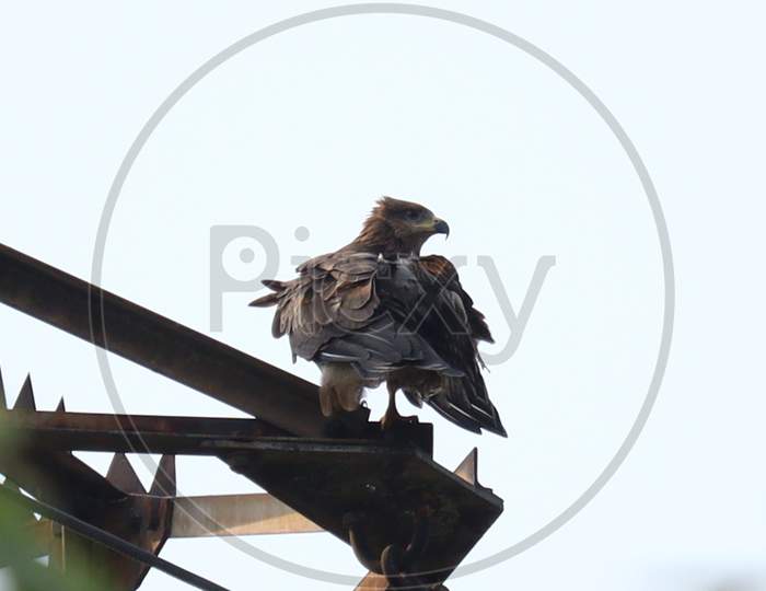 Brown Colored Black Kite On The Tower