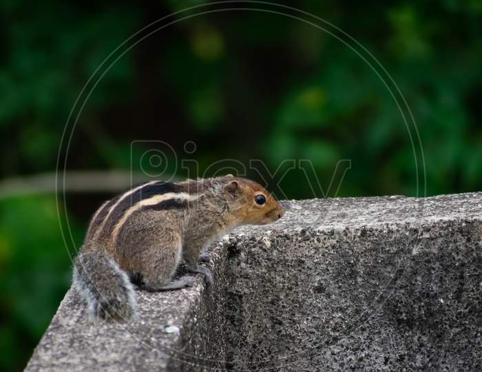 Squirrel Sitting On Terrace