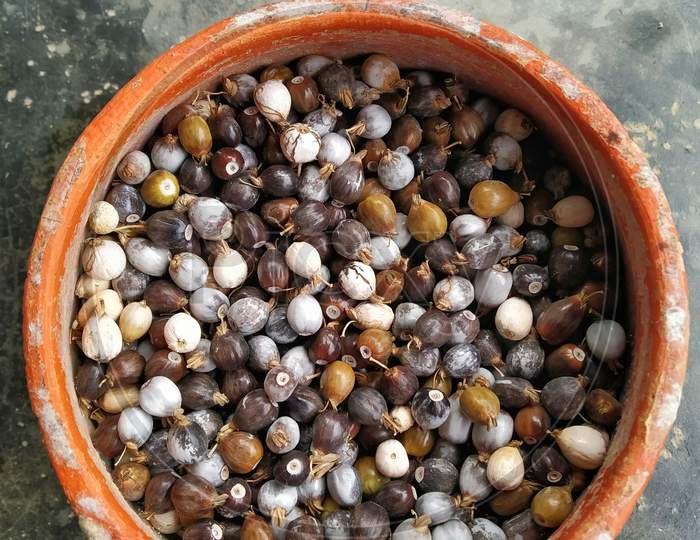 Photo Of Seeds Of Job'S Tears, Scientific Name Coix Lacryma-Jobi In A Clay Pot