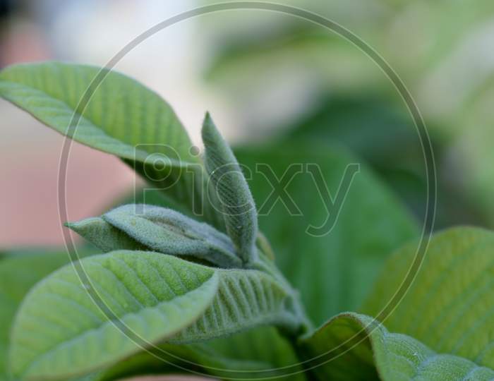 green, leaf, nature, guava leaf