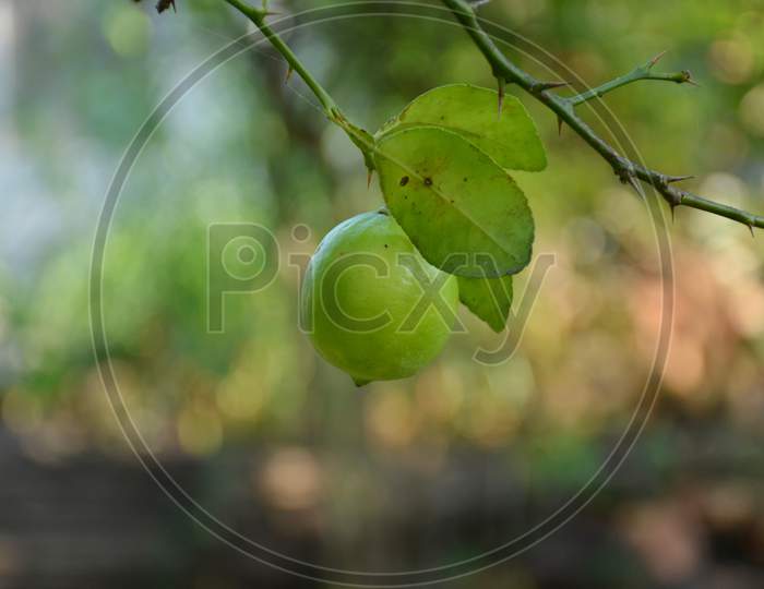 The Ripe Green Lemon Fruit With Green Leaves And Branch In The Garden.