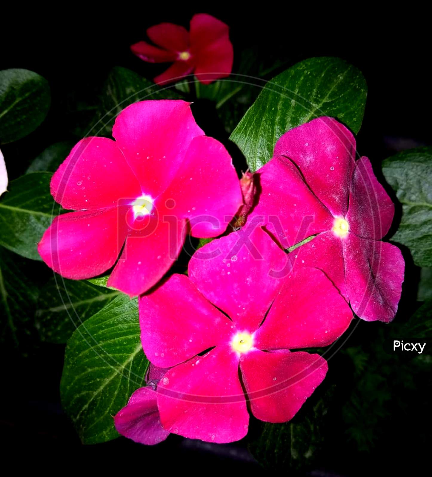 Deep pink flowers