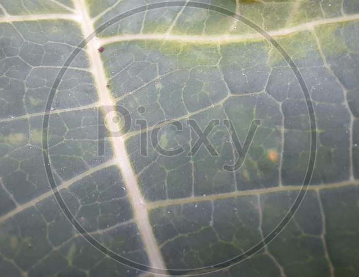 Macro photography of a leaf