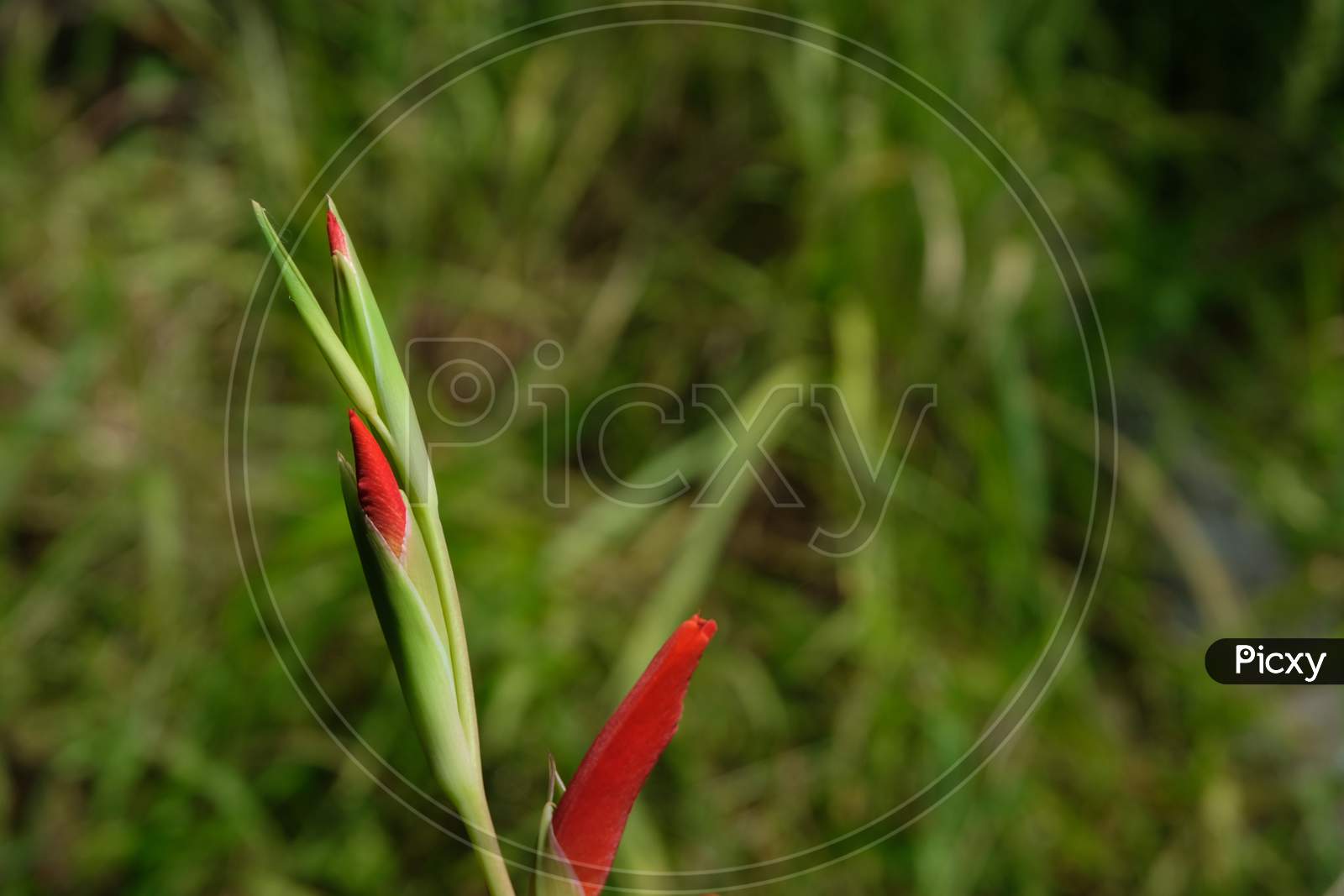 Red gladiolus flower buds ready to bloom