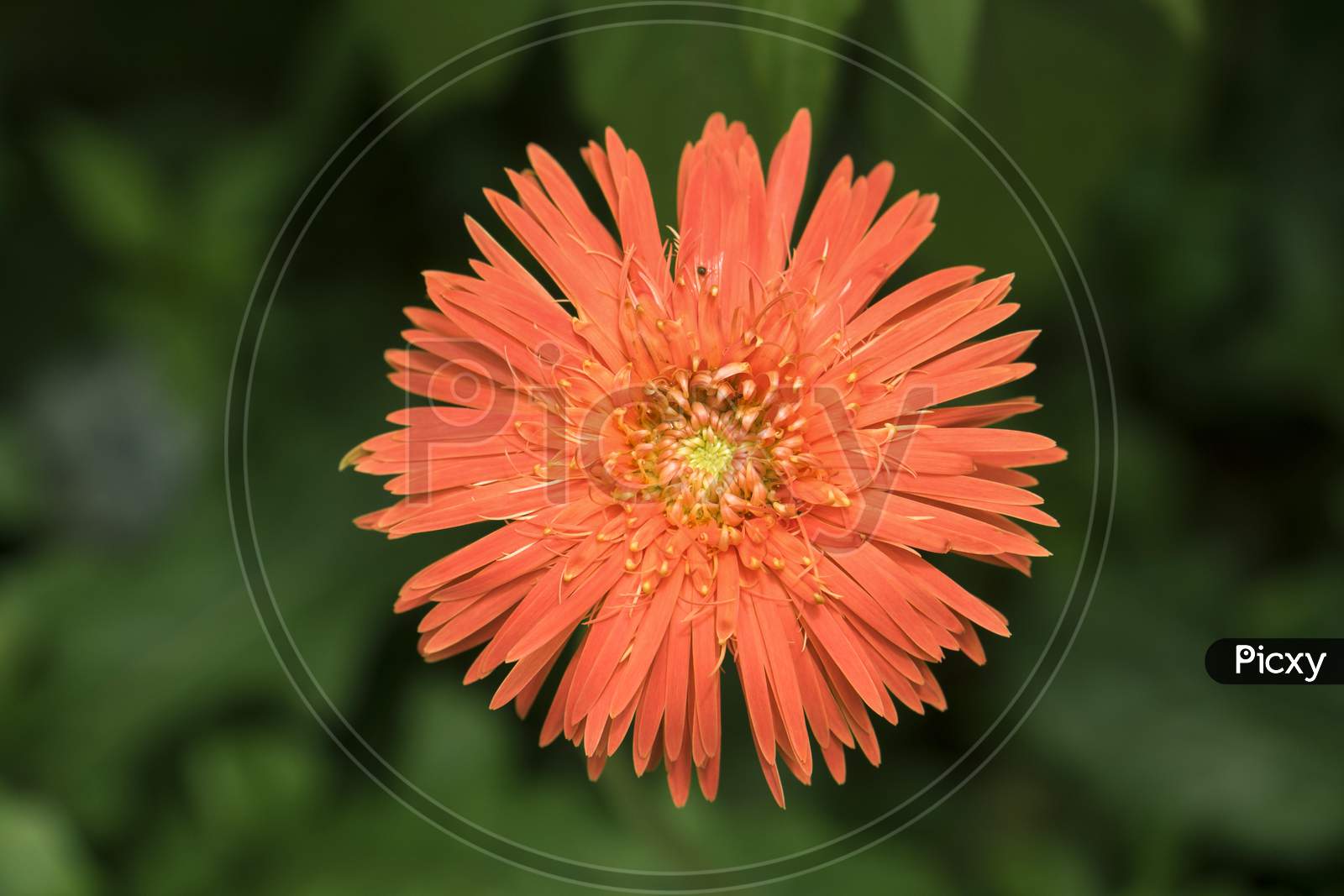 Top View Of Orange Color Gerbera Daisy Flower Or Transvaal Daisy.Colorful Orange Color Gerbera Flower