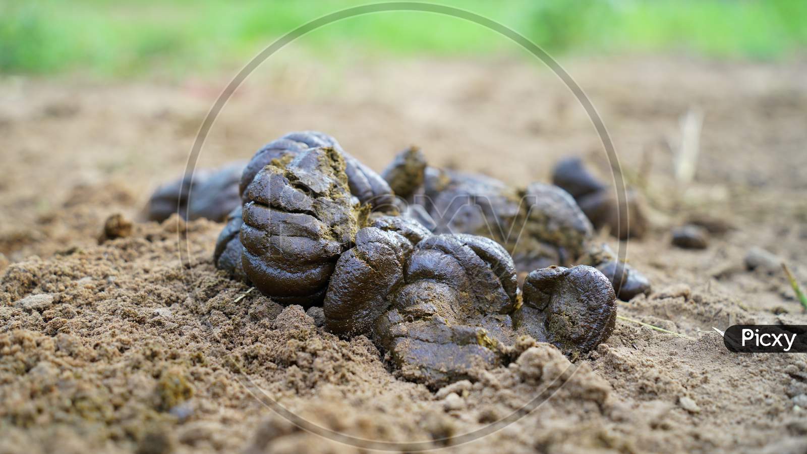 Cow Dung, Penny From Cow On Ground May Be Dry At Outdoor.