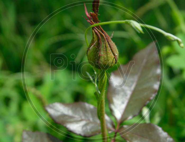Rose bud with new leaves