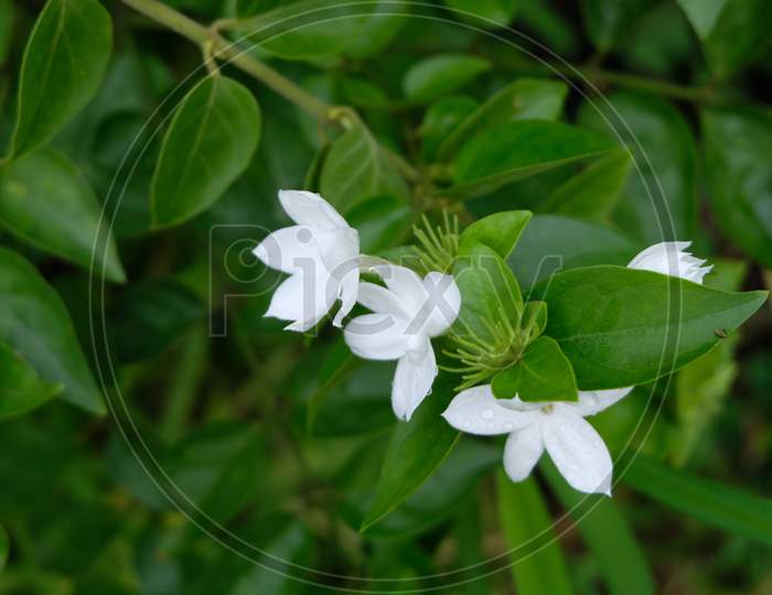 White star jasmine flowers