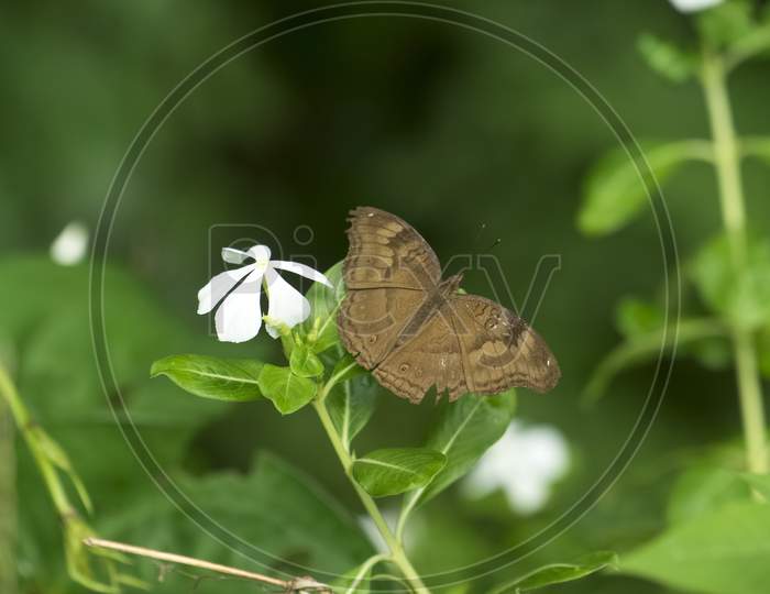 Image Of Chocolate Pansy Butterfly In Kerala.