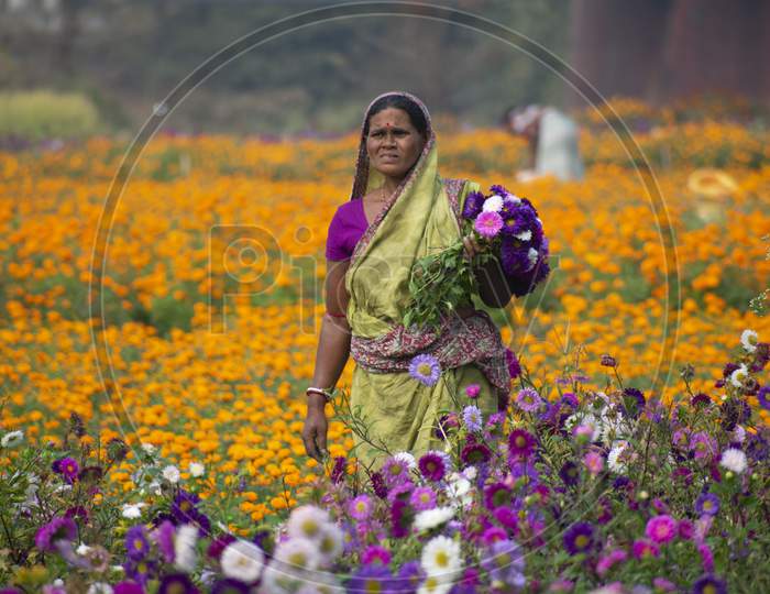 Khirai Midnapore, West Bengal, India - 11Th October 2020 : A Woman Farmer Working In Flower Field