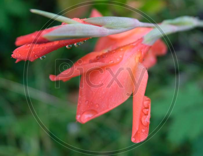 Gladiolus flowers with rain drops on it.
