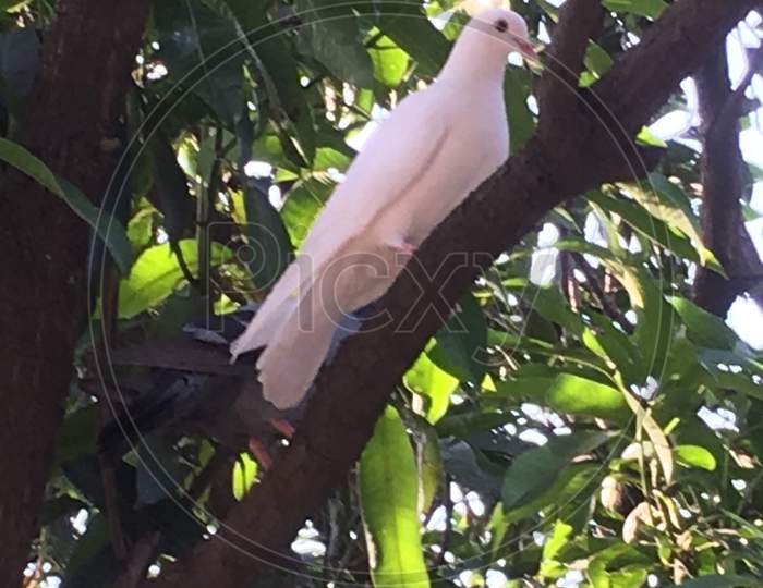 White Pigeon on Tree