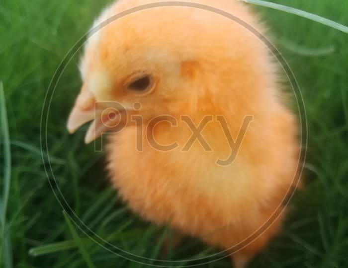 Poultry,chicken ,beak
