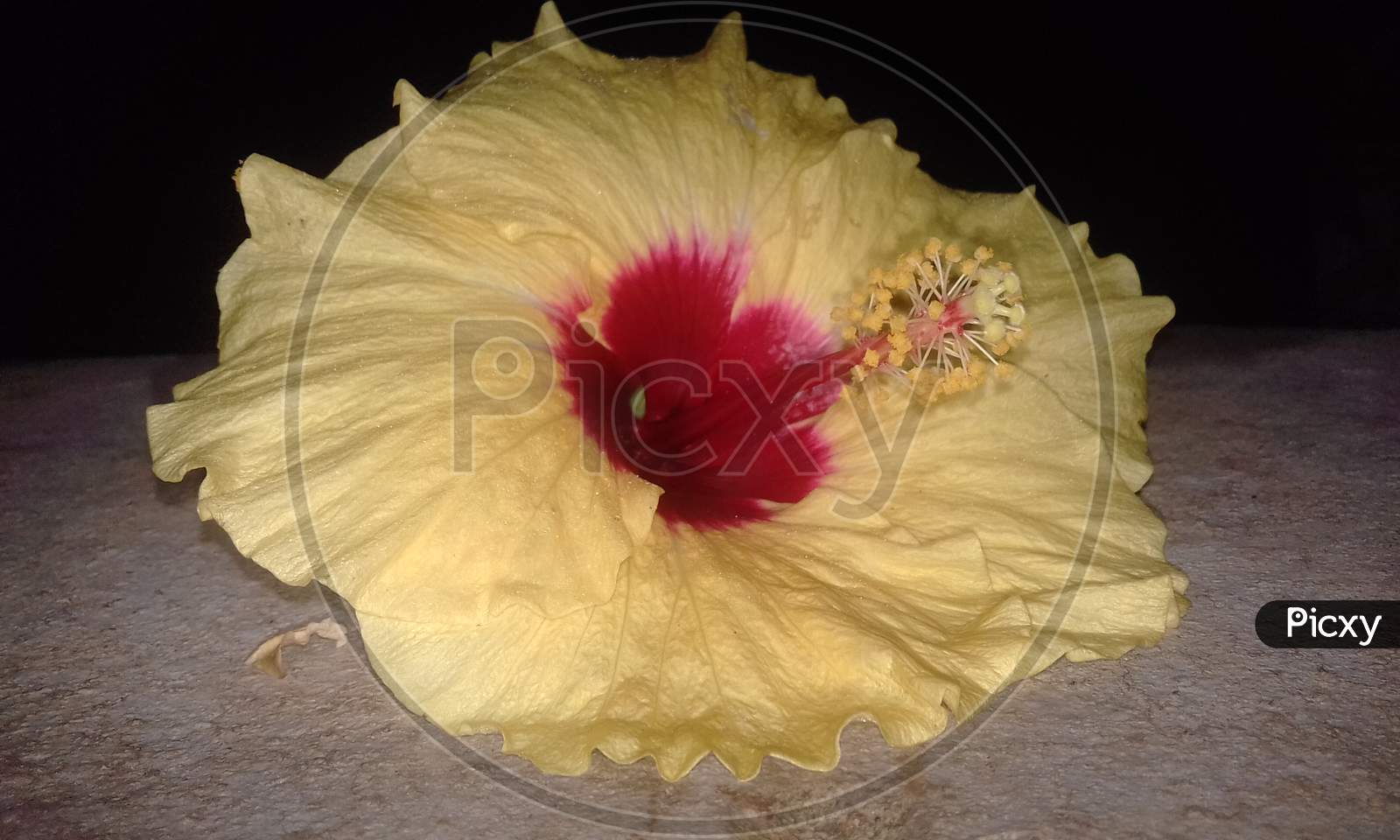 Chinese hibiscus a beautiful yellow flower