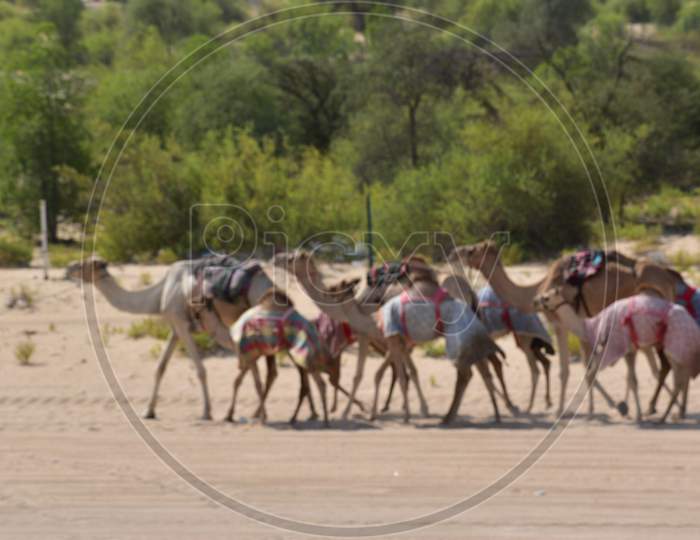 Many Camels In A Row, Emirates,Abu Dhabi,Uae.