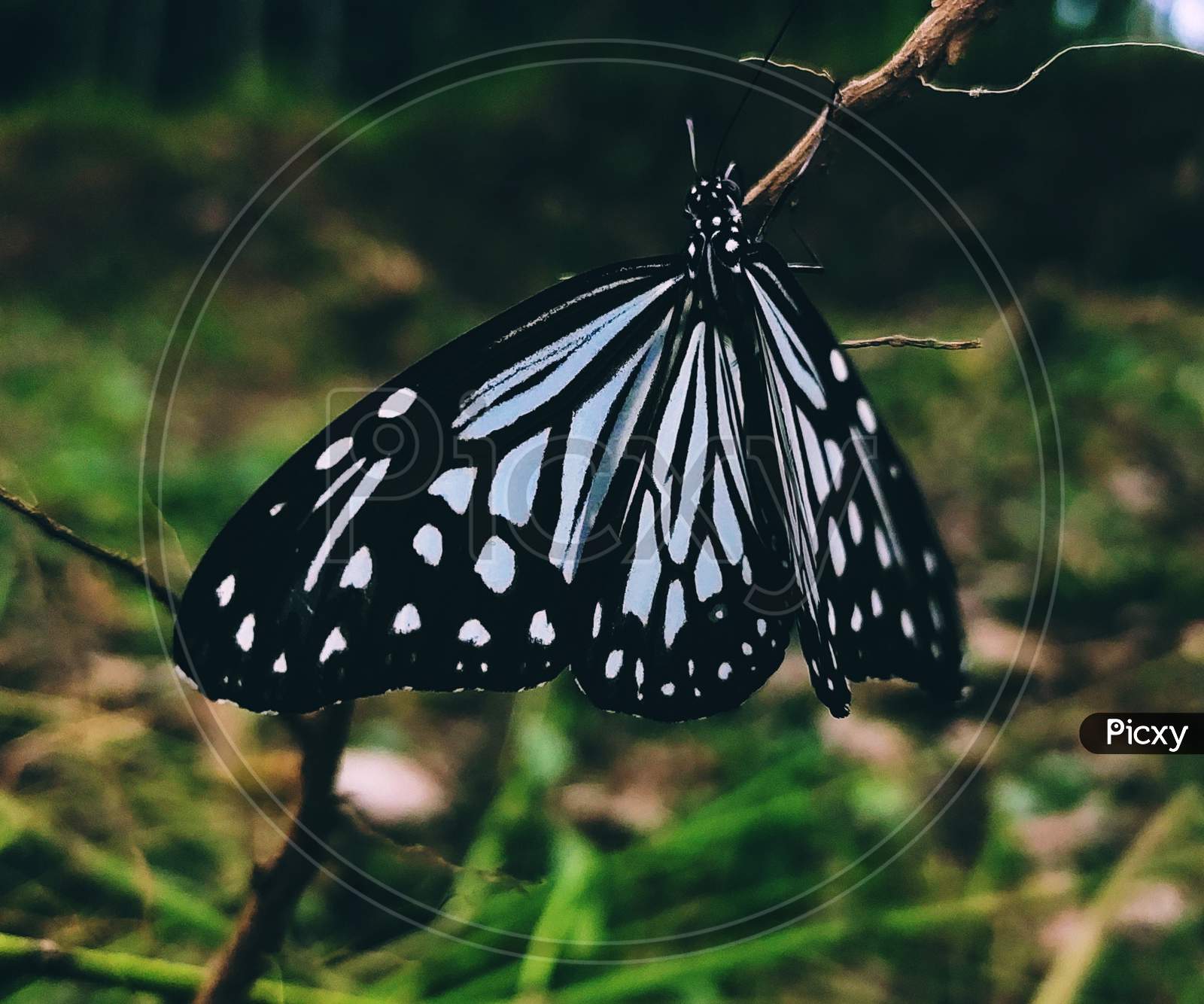 Close-up image of a black and white colored butterfly.