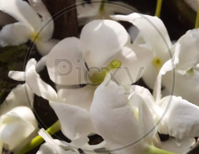 Macro photography of jasmine flowers