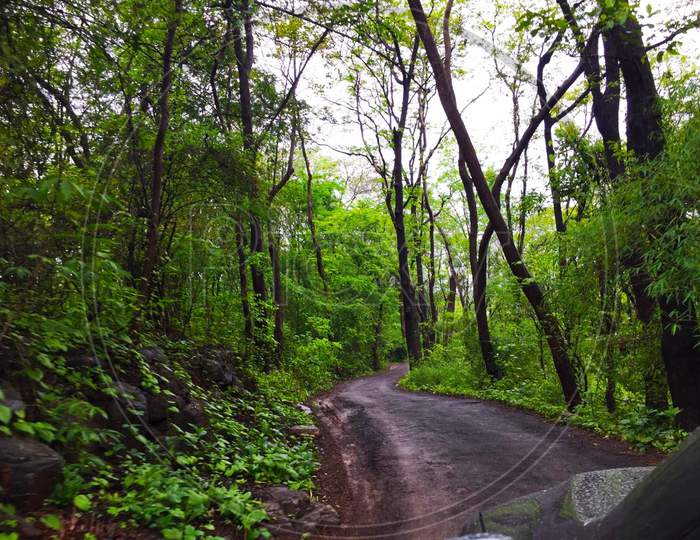 Road to Nature, Greenery, Forest