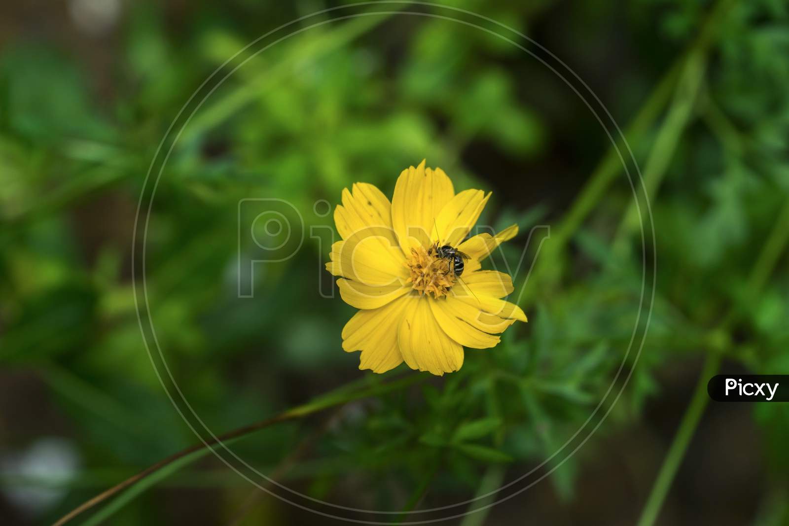 Bee Is Feeding Nectar From Yellow Cosmos Flower.Cosmos Sulphureus Is Also Known As Sulfur Cosmos.