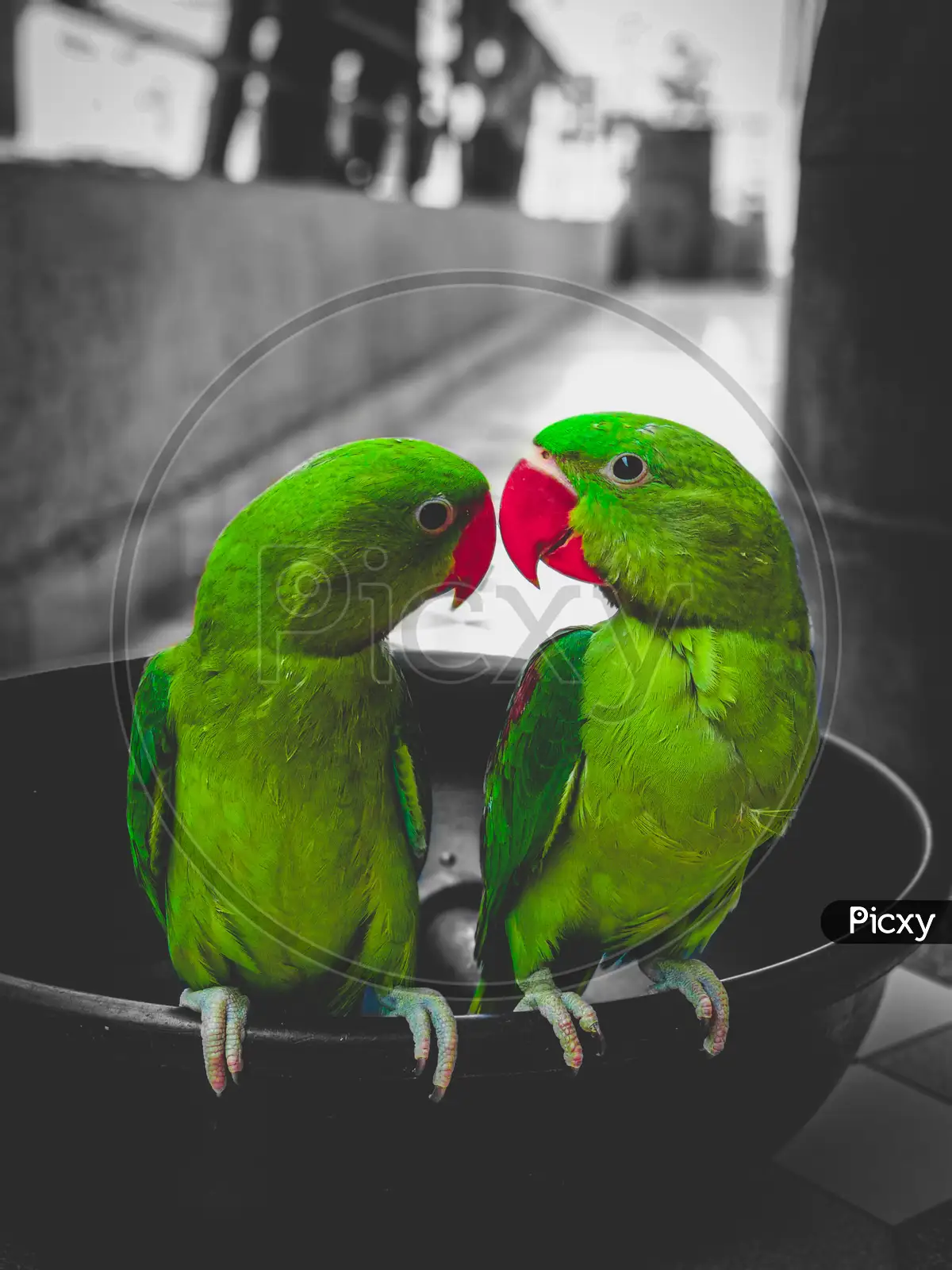 Do you couple birds parrots love HD wallpaper  Pxfuel