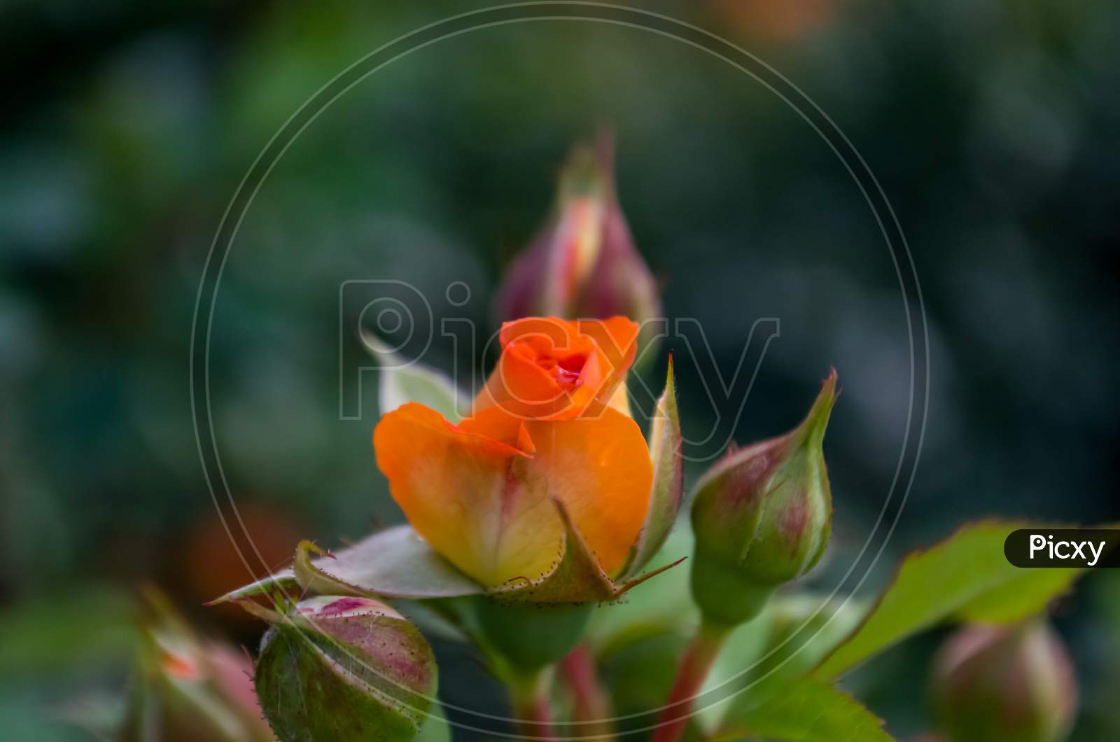 Orange Rose Blooming cover with leafs